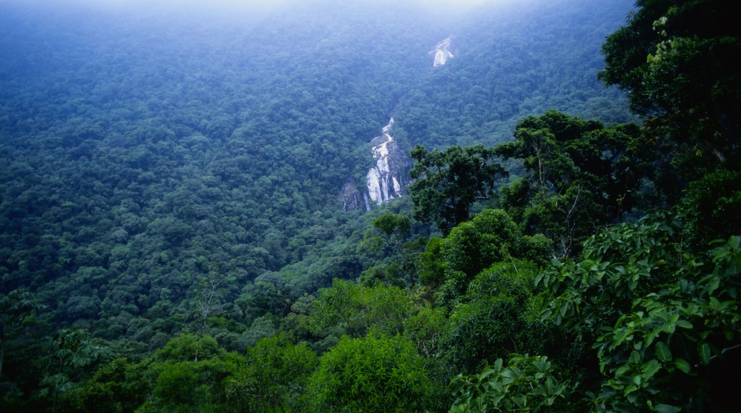 Amazonas