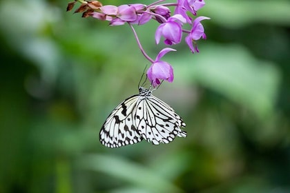 Houston Museum of Natural Science and Cockrell Butterfly Centre