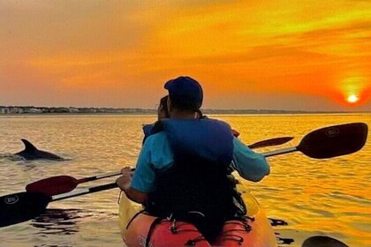 Biolumineszierende Kammgelee- und Delfintour bei Sonnenuntergang