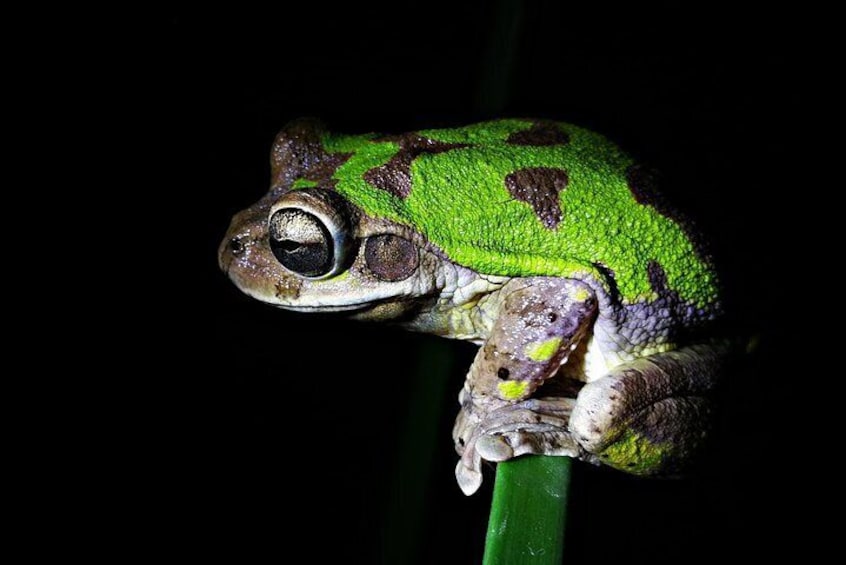 Mexican Tree Frog