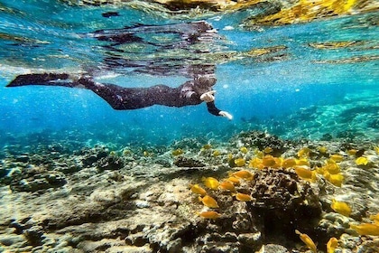 Kona's Deluxe Snorkel - Snorkel Capitán Cocinero y Lugar de Refugio