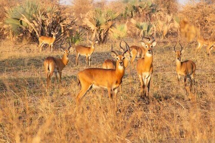 Fly in Safari to Murchison Falls National Park 4 Days