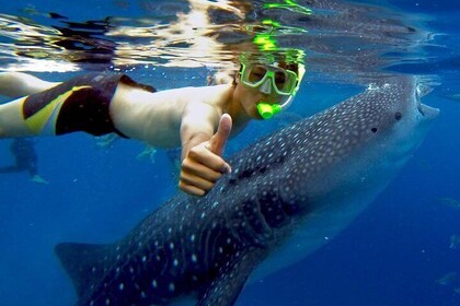 Budgeted: Bohol to Oslob Cebu Whale Shark Experience