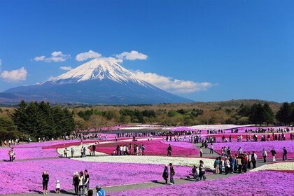 富士山，箱根全日私人旅游（含英语司机导游）