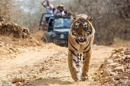 From Jaipur: Ranthambore Tiger Safari Private Day Tour