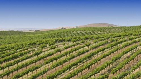 Tur Anggur Temecula Pribadi dengan Piknik