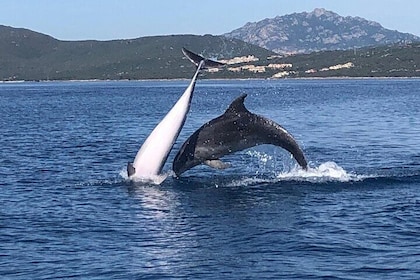 Tour de Avistamiento de Delfines - desde Golfo Aranci