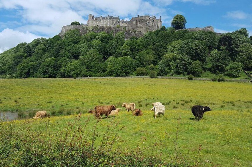 View towards Stirling Castle with the resident Highland Cows in the foreground (summer only)