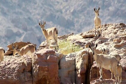 Wadi Mujib Ibex Trail Hiking Experience with Amman Tour & Panorama Dead Sea