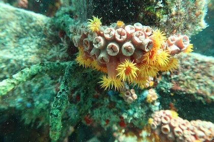 Snorkelopplevelse i Atlanterhavet
