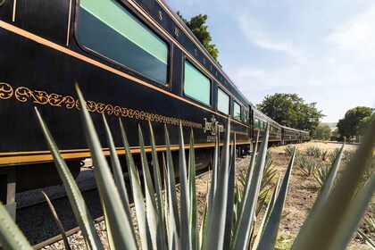 Desde Guadalajara: Destilería La Rojeña y Tren José Cuervo