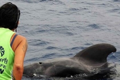 Los Cristianos: Crucero respetuoso sin persecución de ballenas y delfines