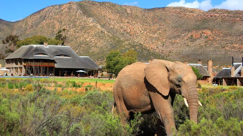 Big Five Game Safari with Lunch