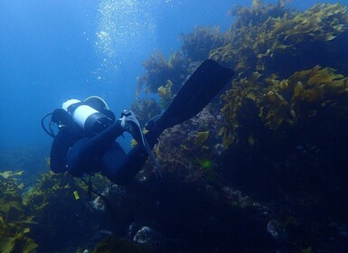 Leigh: Tour subacqueo guidato dell'Isola delle Capre per subacquei certific...