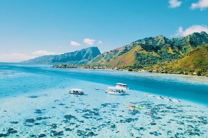 Half Day Snorkeling in Moorea
