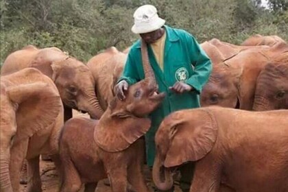 Tour Giraffe Centre, David Shedrick, Karen Blixen & city tour.