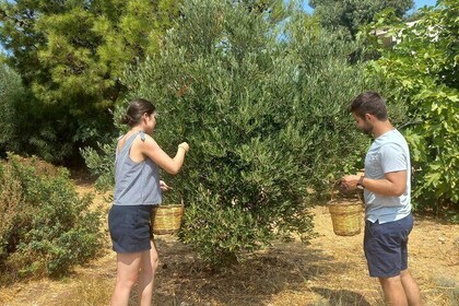 Private Tour: Discover the Secret World of Olives in Afantou