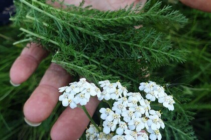2- Hours Herb Walking Tour