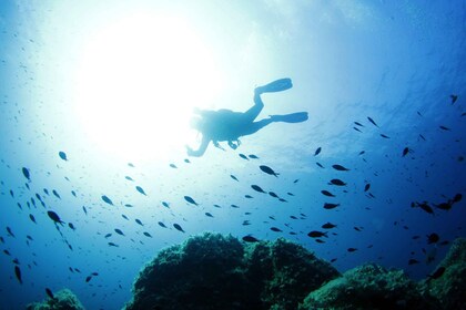 Desde San Teodoro: buceo para expertos en Tavolara y Molara