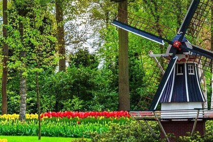 Exclusive Private Keukenhof and Tulip Fields Tour