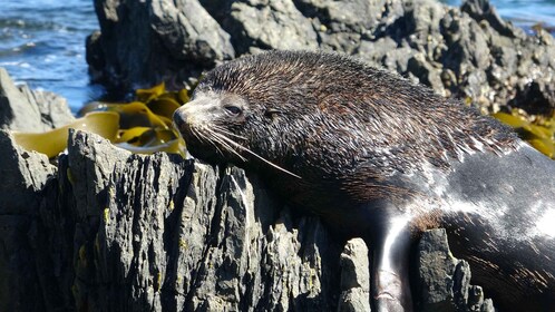 Wellington Safari Pantai Anjing Laut Setengah Hari