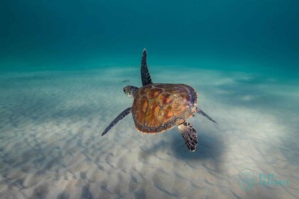 Gullkysten: Snorkling med skilpadder