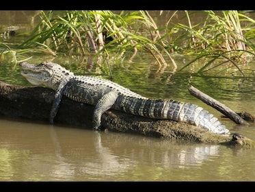 Everglades National Park & Airboat Tour vom Fontainebleau Hotel