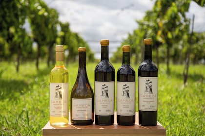 Tour de degustación de vinos para grupos pequeños con almuerzo en Bodega Ga...