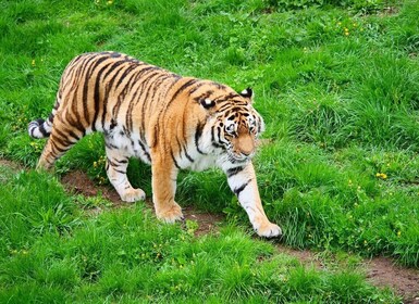Fra Jaipur: Privat 2-dages Ranthambore Safari & Jaipur-tur