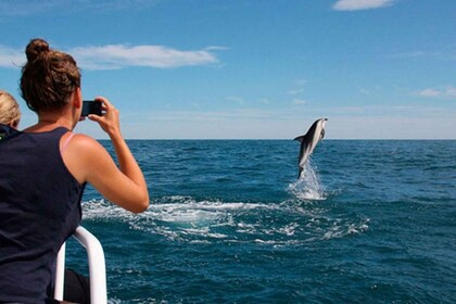Pula : Parc national de Brijuni Visite de l'île et dauphins croisière