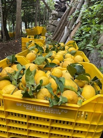 Maiori: Excursión de un día a la Ruta de los Limones de la Costa Amalfitana...