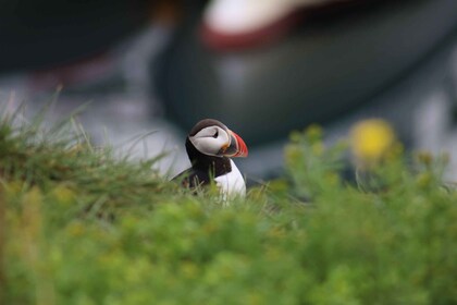 Reykjavik: 1-tunnin Puffin Watching Retki
