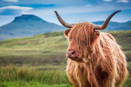 Glasgow: Loch Ness, Glen Coe, Hairy Coos & The Highlands