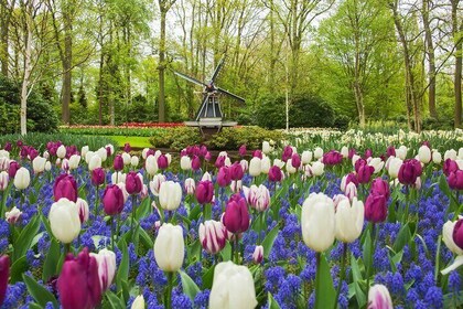 Private Tour: Keukenhof and FlowerFarm Tour From Amsterdam