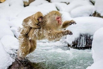 Tokyo Nagano Snow Monkey Park and Zenkoji Temple English driver