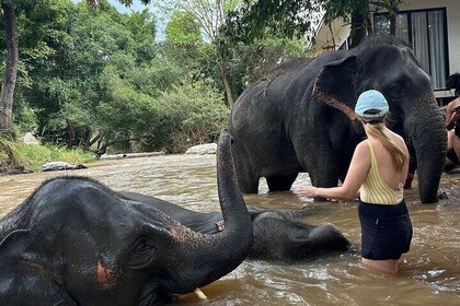 Chiang Mai Half Day Tour: Doi Inthanon Elephant Sanctuary