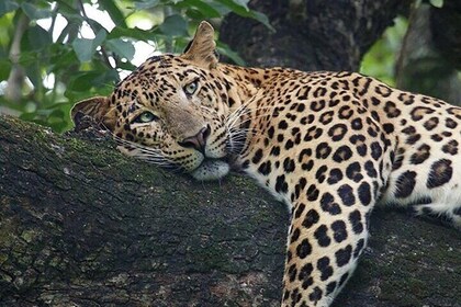 3 Days Masai Mara Group Tour