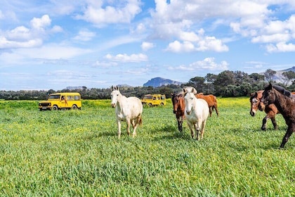 Mallorca Adventure 4x4 Rural Safari and Barbecue at the Ranch