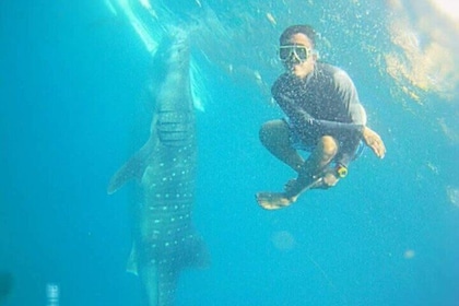 Whale Shark Encounter and Canyoneering Adventure in Cebu