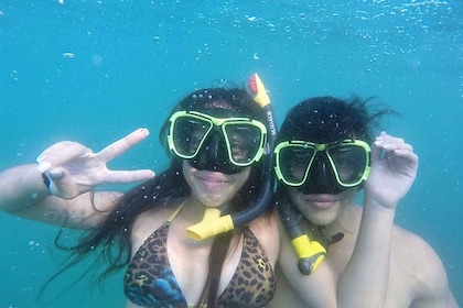 * 4 小时罗克塔岛浮潜,海湾外体验