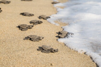 Bioluminiscencia y liberación de tortugas marinas de Huatulco.