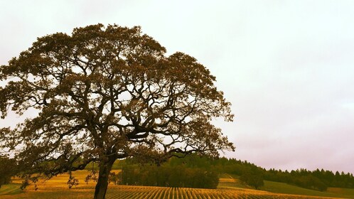 Private Group, Full Day - Willamette Valley Wine Tour