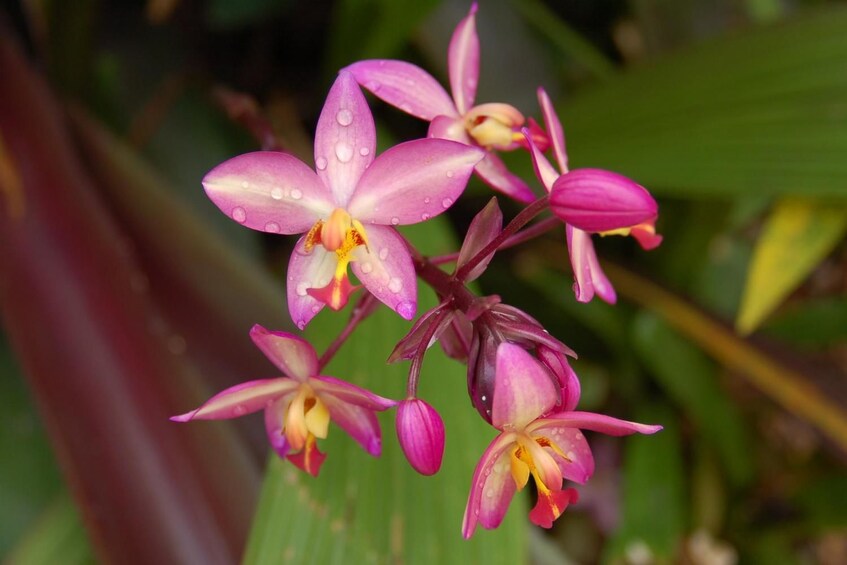 Beautiful flowers at the Vizcaya Museum and Gardens
