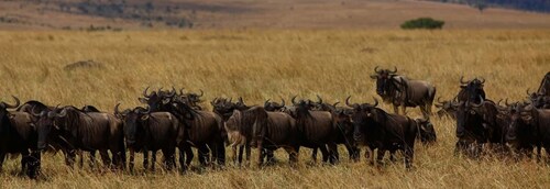 Van Nairobi: privé driedaagse safari naar Masai Mara