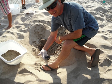 Zihuatanejo Baby Sea Turtle Release Eco Adventure