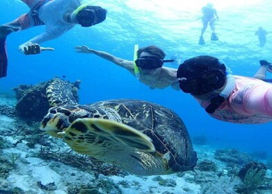 セノーテ・エクスプレスで海水浴＆アクマルでカメとシュノーケル（送迎付き