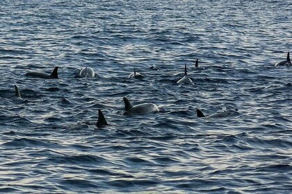 Bohol: Pamilacan Island Dolphin & Whale Watching Tour
