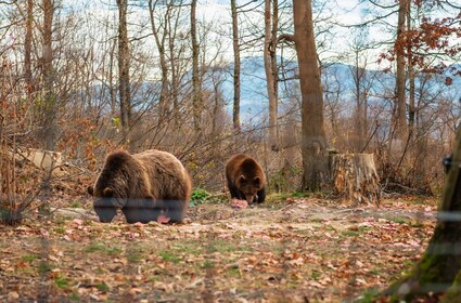 Meet Dracula and the Bears in One Day Private Tour